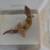 Juvenile leopard geckos 4 thumbnail