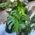 Superhealthy Monstera Deliciosa Plant in 10 Gallon Container 3 thumbnail