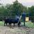 Lewis Cattle Oiler 2 thumbnail