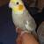 Cockatiels needing new home 6 thumbnail