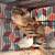 ZEBRA FINCHES 4 thumbnail