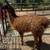 Llama/llamas 1 thumbnail