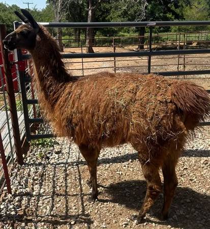 Llama/llamas 1