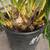 White Cymbidium Orchid with flower spike- in 10" pot 3 thumbnail