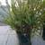 Papaya trees, ferns, gopher traps 3 thumbnail