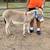 Mini Donkeys 12 thumbnail