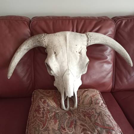 STEER SKULL- Southwest style 1