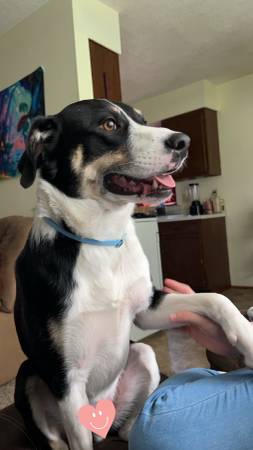 Border Collie Mix 4 year old (Boonville)63981874426498122