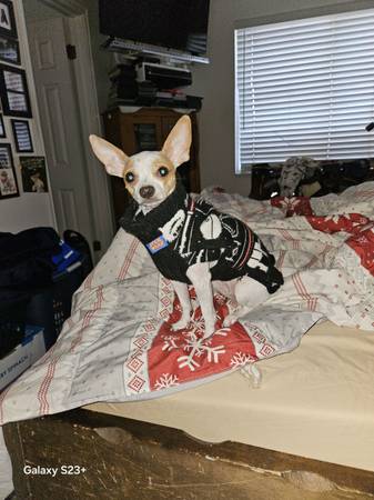 Chihuahua female (Ogden)63980151257474120
