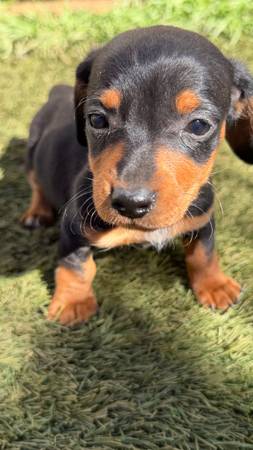 Perros miniatura de raza Dachshund (Abilene)65745377130497124