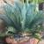 Cycads - Selling entire collection 22 thumbnail