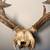XL Deer Buck Skull With Antlers 10 Pointer Exc. Condition 10 thumbnail