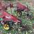 Raised Bed Cultivator, S-Tines, 2 Wheel Spider Gang 2 thumbnail