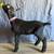 Registered Nigerian Dwarf Doelings 6 thumbnail