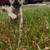 Frenchie/Pug 4 thumbnail