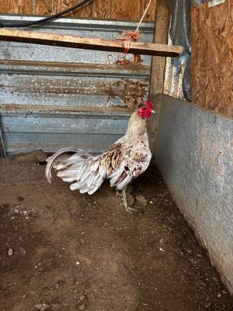 Anyone want to trade these 3 for a goat 1