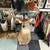 HUGE deer buck taxidermy head bust vintage 1 thumbnail