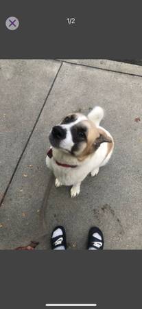 3 yr old Akita in need of good home. (Delaware Water Gap)63487045417217123