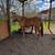 Palimino gelding 3 thumbnail