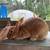 Rabbits : Brits, Silvers, Meat crosses, Tamuk 7 thumbnail