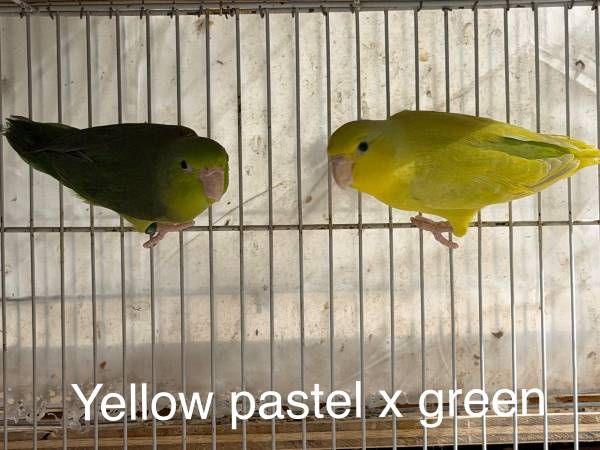 Parrotlet 1