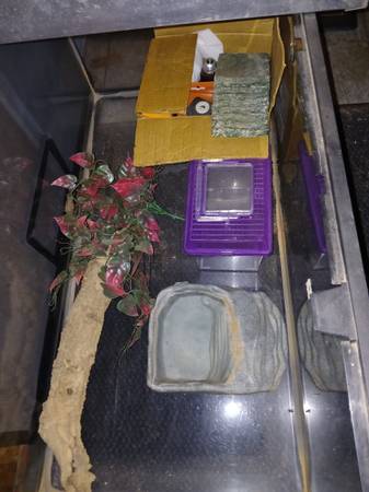 Bearded Dragon set up (Kalama)63916332427779120