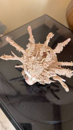 Decorative Spiney Oyster 7 "shell 1