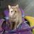 Young cats for rehoming 1 thumbnail