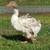 Sebastopol geese 2 thumbnail