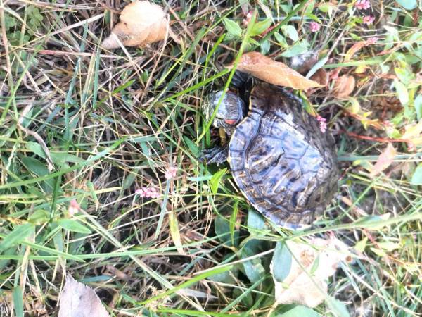 Rehoming Turtle (Brookline)63997446553474122