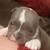 Microbully mixed american bully pups 1 thumbnail