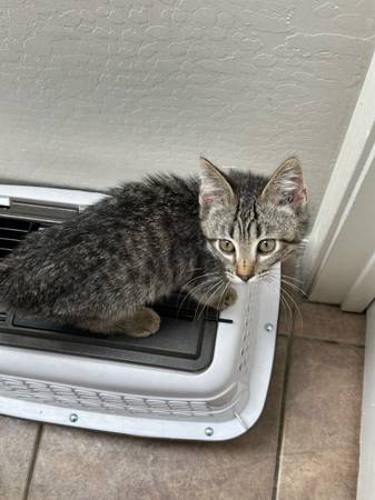 Kitten (Phoenix)63967288705922120