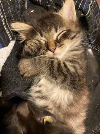 Maine coon kittens mixed with domesticated longhaired 50% !!63961118893826123