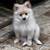 Pomeranian pup Edinburg tx 1 thumbnail