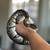 Ball Python 2 thumbnail