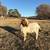 Boer buck goat 2 thumbnail