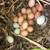 Free-Range Chicken Eggs for sale $6 dozen 6 thumbnail