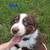 Australian Shepherd 1 thumbnail