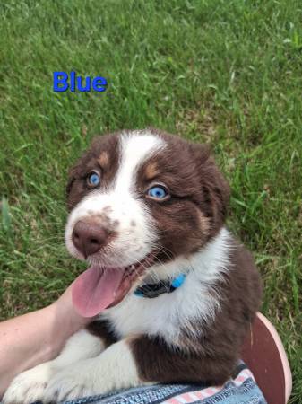 Australian Shepherd 1