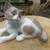 Retired Lladro Cat Figurine #5114 Mint 2 thumbnail