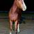 Gypsy Cross Yearling Gelding 2 thumbnail