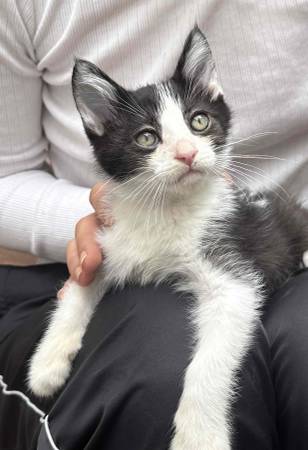 TODAY  Sweet CATS &KITTENS for adoption OUTSIDE VENUE (Santa Monica)63877736652547121