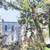 Tree Cutting Tree Removal & Tree Branch trimmings Services 8 thumbnail