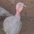 Turkeys 4 thumbnail