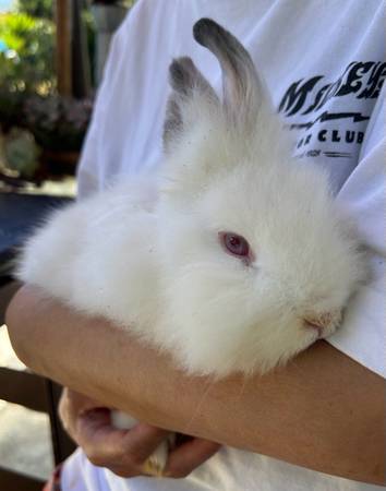 Lionhead bunnies (Vallejo)63836591914499122