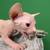 sphynx kitten female 2 thumbnail
