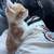 Kitten 1 thumbnail
