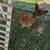 Friendly Rooster 2 thumbnail