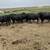 9 Young Bred Angus Cows 1 thumbnail