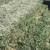SMALL SQUARES Beardless Wheat Hay $11.00 7 thumbnail